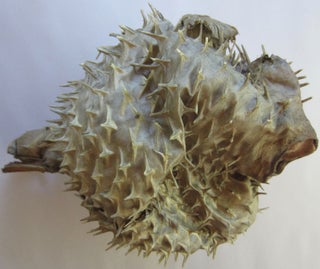 A huge blowfish gifted by Ray Johnson to his old friend and fellow mail artist, Ed Plunkett.